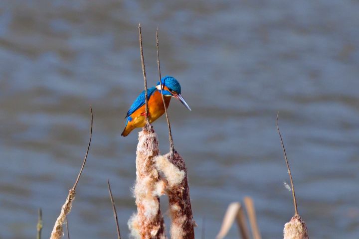 eisvogel