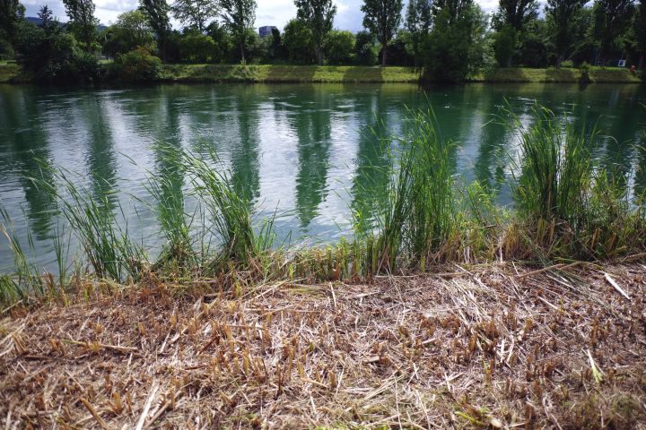 schilf schnitt