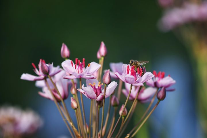 schwanenblume mit biene