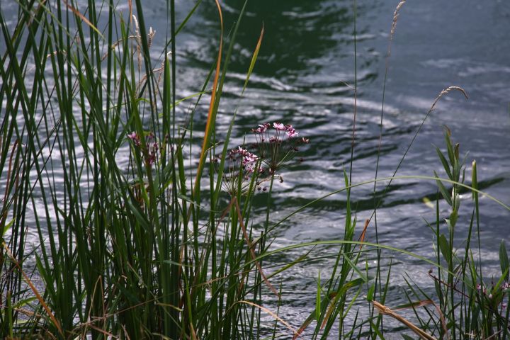 schwanenblume rest nach schnitt