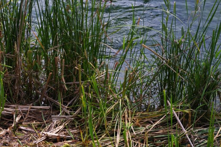 schwanenblume rest nach schnitt