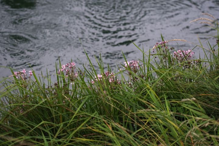 schwanenblume rest nach schnitt